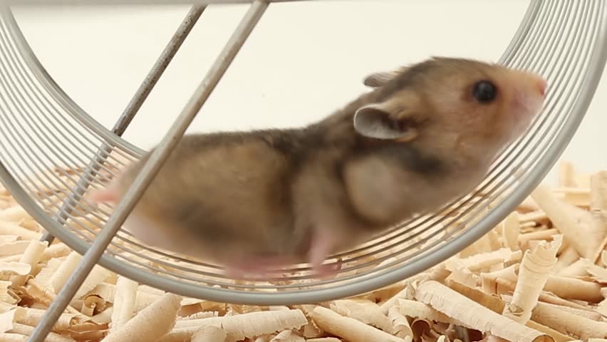 A hamster runs in a wheel in a circle. The concept of cycling and repetitiveness of situations, fitness and sports. Royalty-Free Stock Footage #1105626637