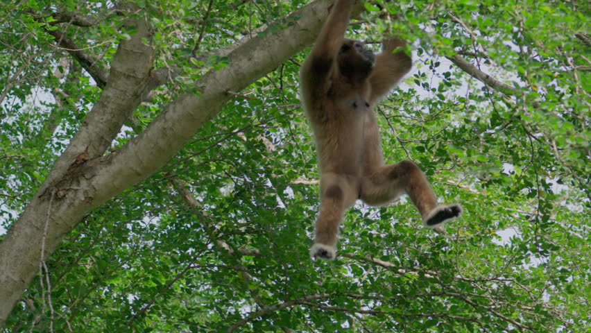 White-handed Gibbon, Hylobateshanging on the tree is very abundant environment. Royalty-Free Stock Footage #1105629007