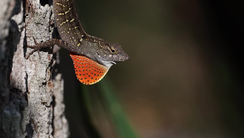Brown anole lizard displaying in Florida 