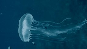 Vertical video, Mauve Stinger Jellyfish swim on blue sea flashing bright light. Closeup, Mauve Stinger, Night-lightx Jellyfish, Phosphorescent jelly or Purple people eater (Pelagia noctiluca)  