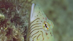 Vertical video, Close up portrait of Speckled Sandperch or Blacktail grubfish (Parapercis hexophtalma) lies on stone covered with brown algae at evening time on sunset sunrays, slow motion