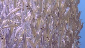 Vertical video, Close up of massive concentration of young sprats swims in the blue water on bright sunny day in sun rays, slow motion
