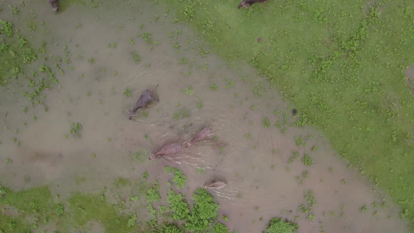 Top down of herd of water buffalo in a river on the island of Sumba, aerial Royalty-Free Stock Footage #1105638907