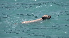 Video of a beige Labrador Retriever breed dog swims alone in the blue water of the sea and arrive on the beach. Water rescue dog concept