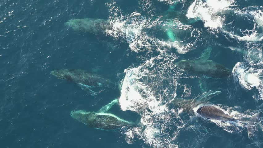 A pod of Humpback Whales surfacing and breathing air together at the same time off the coast of Sydney, Australia. Beautiful aerial scenic view.