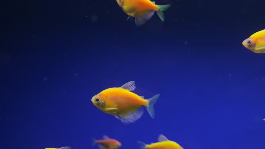 Aquarium with colorful fish. Fish swim on a blue background in an aquarium. Royalty-Free Stock Footage #1105641653