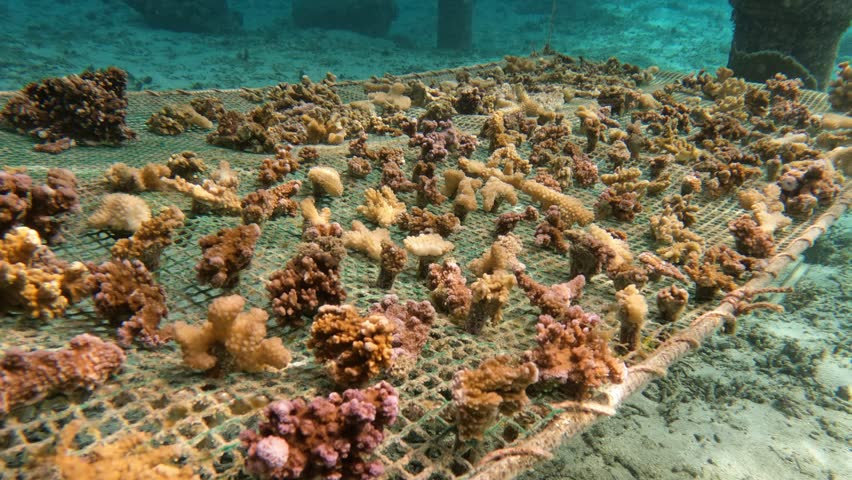 A coral garden: This net allows you to create coral seedlings. filmed in Moorea in French Polynesia Royalty-Free Stock Footage #1105644087