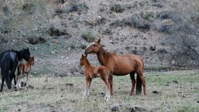 Mares  with foals walking around the field. Herd of brown and black horses with foal walks next to a hill on the autumn meadow. Horses are enjoying their freedom, grazing and roaming on the field. - Powered by Shutterstock - Get 15% off with code: PIKWIZARD15