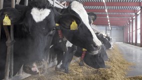 This stock video shows a cattle farm breeding Holstein - Frisian cows. This video will decorate your projects related to animal husbandry, pets, dairy farms, pedigreed cows.