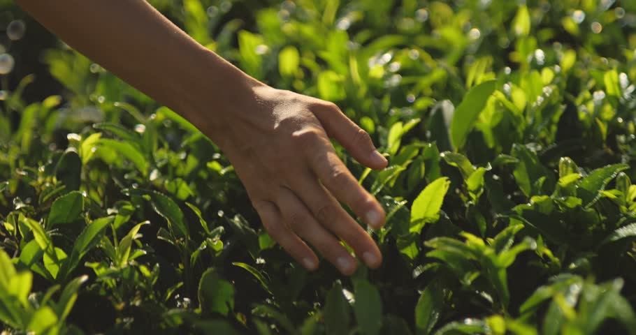 Close-up moving shot of young woman's arm gently stroking the top of green tea foliage. A female hand touches fresh green leaves of tea, walking along the plantation. High-quality 4k footage