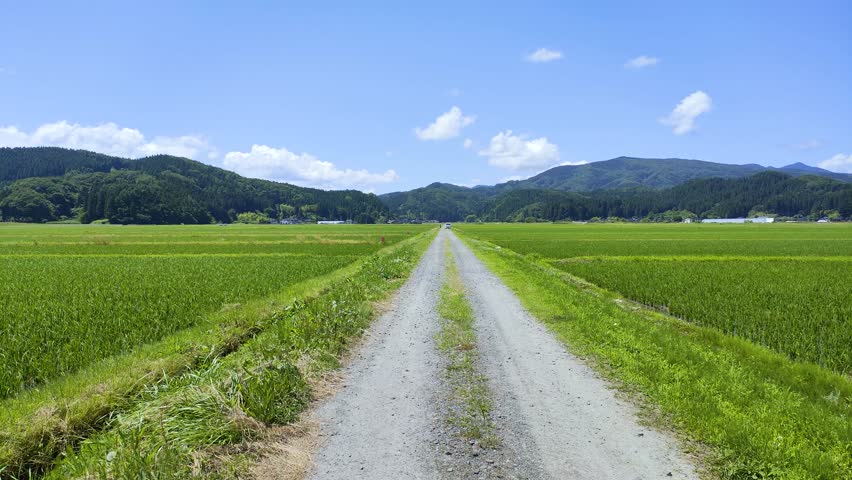 Paddy field in shonai plain in early summer, yamagata prefecture Japan Royalty-Free Stock Footage #1105654245