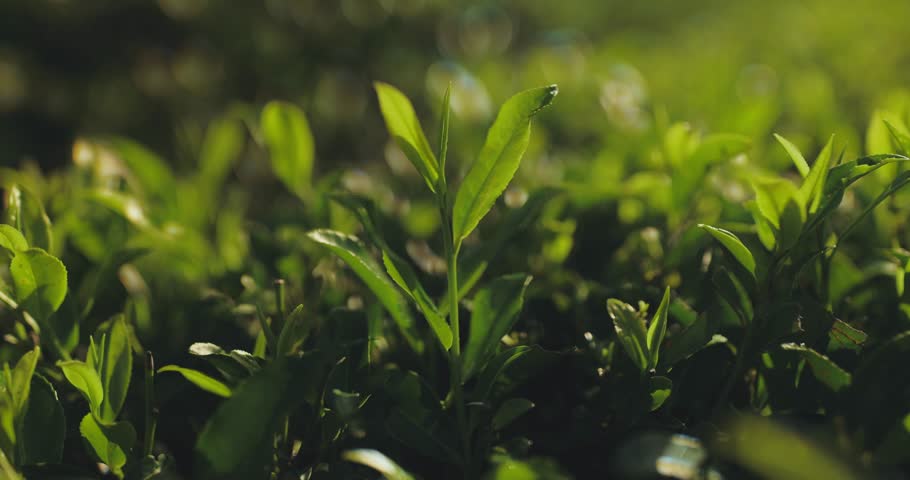 Close-up of women hand picking up tea leaves at the tea plantation. Fresh green tea leaves close up on tea plantations. High quality 4k footage Royalty-Free Stock Footage #1105654401