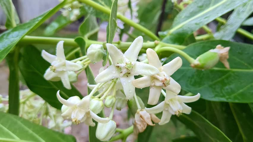 Calotropis gigantea, the crown flower, is a species of Calotropis native to Cambodia, Vietnam, Bangladesh, Indonesia, Malaysia, Thailand, Sri Lanka, India, China, Pakistan, and Nepal.