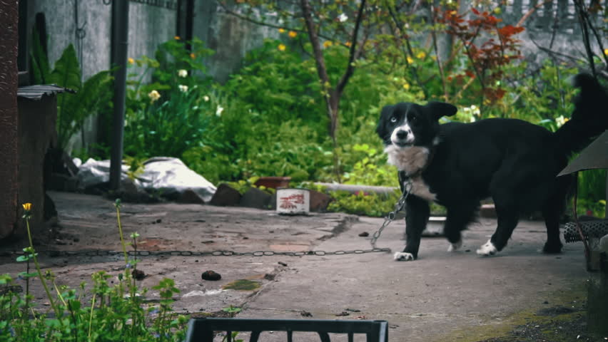 Dog runs sadly near the booth on a chain and guards the house. Guard dog outside in his little house. The dog is chained. Puppy on a leash is hungry.