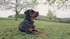 Dog Rottweiler lies on a meadow with green grass and flowering trees and rests in the countryside