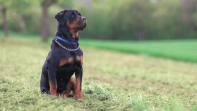 Rottweiler dog sits in a meadow with green and mowed grass in the countryside