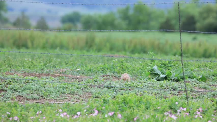 Prairie Dog on Watch in Colorado, Prairie Dog on Stake Out in Boulder, CO, Wildlife of Colorado