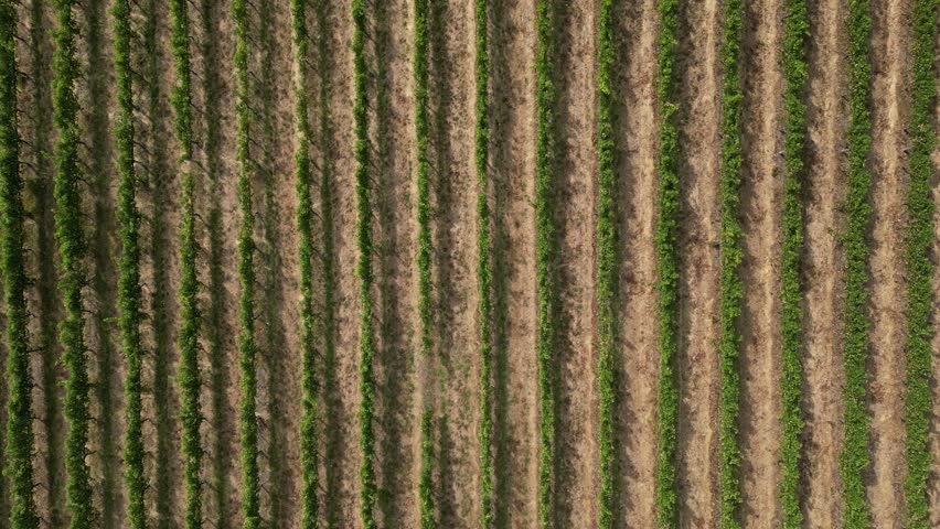 4K 30 FPS Birdseye View of Vineyard Rows in Western Australian Winemaking Royalty-Free Stock Footage #1105657779