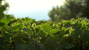 Soybean plants growing in row in cultivated field. Green soybean crop plants at agricultural farm field