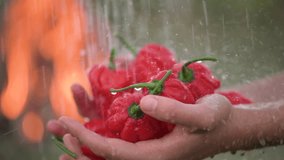 Slow motionvideo of washing in hands of harvest of red hot habanero peppers under rain of water. Background of burning fire. Video at 120 fps.  High quality FullHD footage.