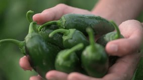 Hand washing green jalapeno peppers in palms under shower of water on farm. Background of green plants. Close-up. Slow motion video at 120 fps.  High quality FullHD footage. - Powered by Shutterstock - Get 15% off with code: PIKWIZARD15