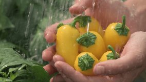 Hand washing yellow jalapeno peppers in palms under shower of water on farm. Background of green plants. Close-up. Slow motion video at 120 fps.  High quality FullHD footage.