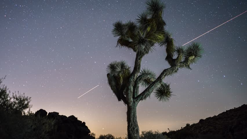 Time-lapse of the night sky with a Joshua Tree in the foreground.