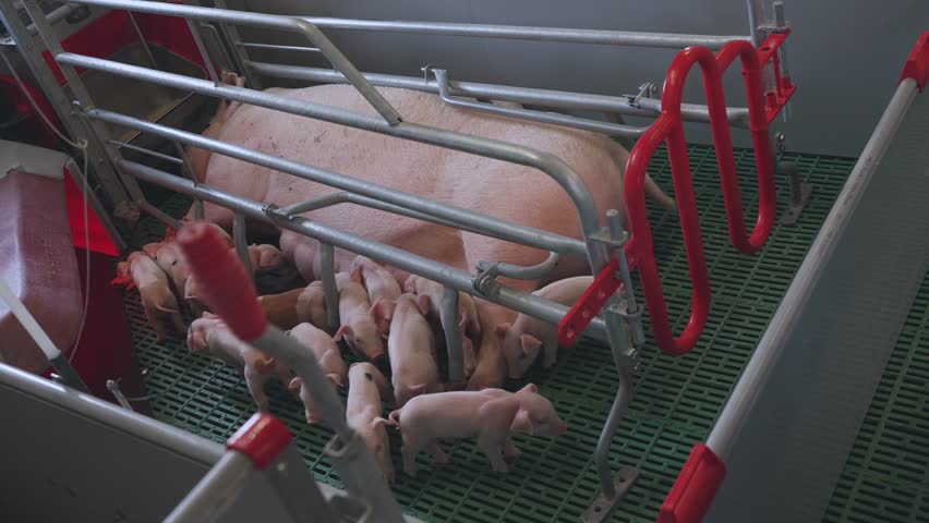 Sow feeds small piglets, piglets drink sow's milk, pig feeds children, pig farm Royalty-Free Stock Footage #1105667465
