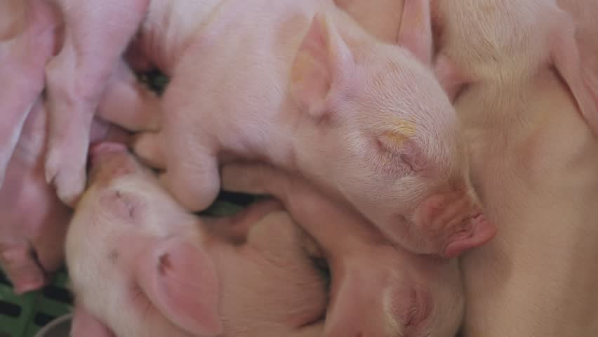 Little piglets are sleeping, sleeping piglets on a pig farm, a pen of little piglets, a pig farm Royalty-Free Stock Footage #1105667479