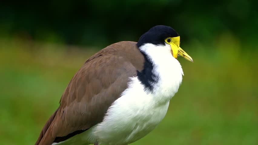 Masked Lapwing - Vanellus miles is wader from Australia and New Zealand with beautiful background, wetland bird on the ground, green grass colorful back, this species is common across Australia. 