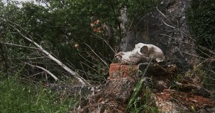 Sheep skull in middle of nature. Animal Bones.