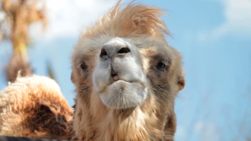 854 Camel Hair Stock Video Footage - 4K and HD Video Clips | Shutterstock