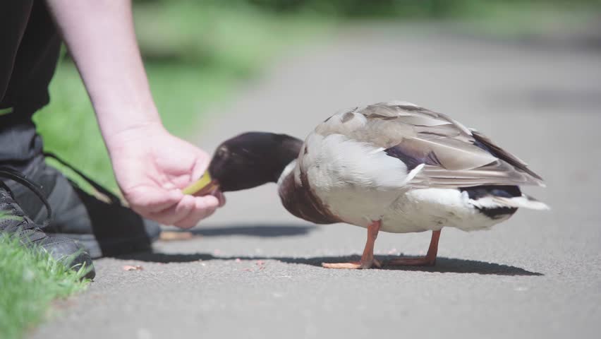 Adult feeding a young duck bread crumbs from hand as it looks for more