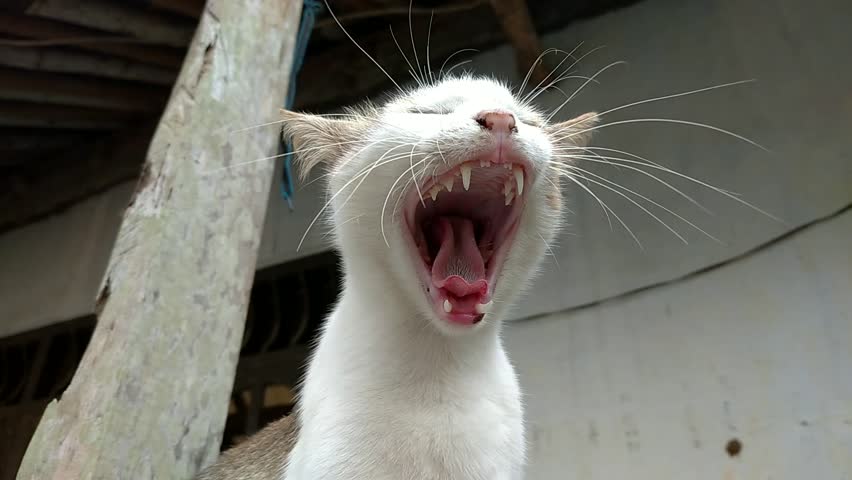 Yawning female cat shot from below angle.