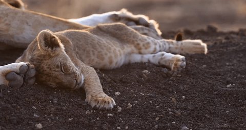 A young baby lion is resting in the savannah : vidéo de stock