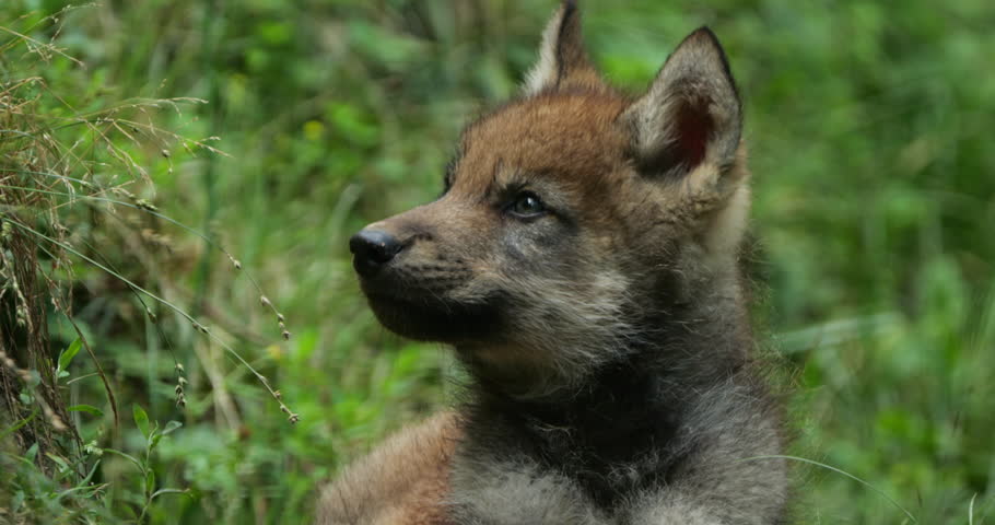 Eurasian wolf cub, , (Canis lupus lupus), also known as the common wolf; Royalty-Free Stock Footage #1105684599