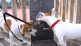 Adorable dogs Jack Russell terriers funny drinking water from a public drinking bowl fountain. Freaking out. aggressively catch flush, get angry. Summer thirst in city video footage