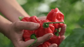 Hand washing red habanero peppers in palms under shower of water on farm. Harvest of peppers. Green background. Slow motion video at 120 fps. Codek Apple ProRes 422. High quality FullHD footage. 
