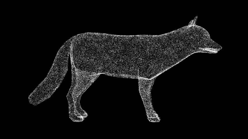 3D fox rotates on black bg. Wild animals concept. Protection of the environment. For title, text, presentation. Object made of shimmering particles. 3d animation 60 FPS