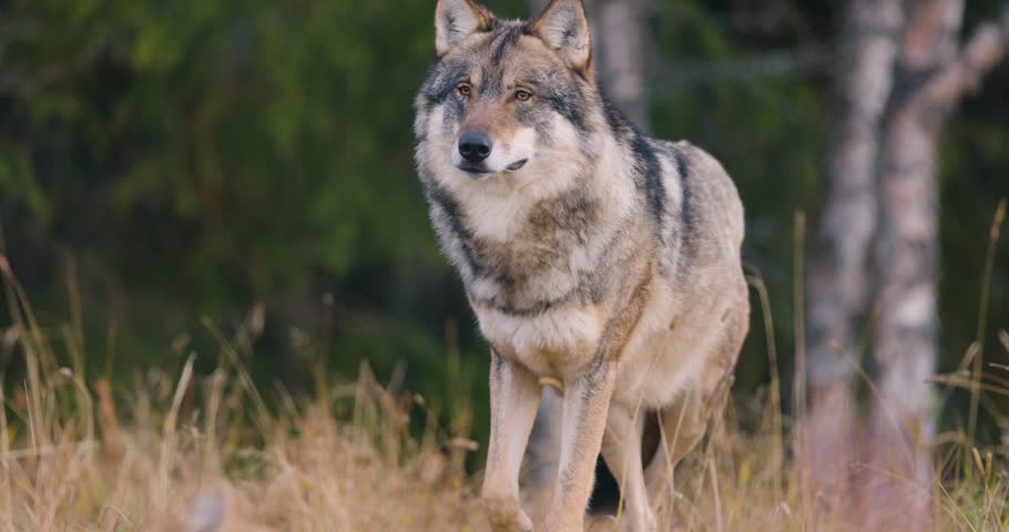 Large male grey wolf looking for prey in the forest Royalty-Free Stock Footage #1105688739