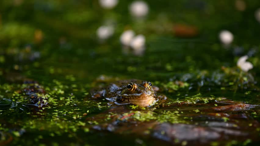 Frog crying. One European frog in water. Pelophylax lessonae calling with inflated vocal sac. Breeding male pool frog. Marsh Frog. Real time. Zoom in. Royalty-Free Stock Footage #1105688803
