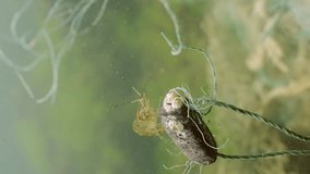 Verical video, Baltic prawn shrimp sitting on a buoy lost fishing net on green algae in Black sea, Ghost gear pollution of Seas and Ocean, Slow motion, close up