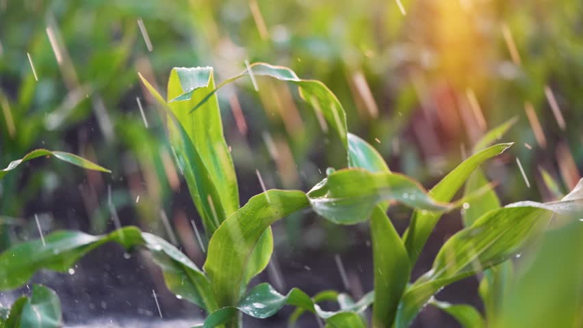 Agriculture. Corn field in water. Watering green plantation. Irrigation system for corn field. Rain irrigates green field of corn. Puddles on corn farm. Water on green plant.Farm irrigation management Royalty-Free Stock Footage #1105693581