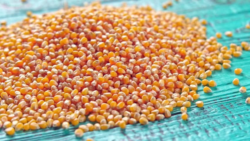 Corn seeds. Pile of raw corn grains is turning closeup on blue rustic wood. Husbandry. Yellow maize, Zea mays particles poured falling slow motion. Top View. Organic production. Food video background.