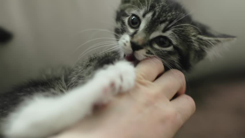 female hand petting playing pat treat grey striped kitten, kitty jumping hunting human fingers, trying bite woman's hand. concept innocent pet pussycat. adopting friend animals humans communication Royalty-Free Stock Footage #1105705225