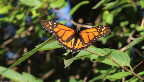 A "Monarch Butterfly" (Danaus Plexippus) fluttering its wings on a tree in Innsbruck, Austria. 