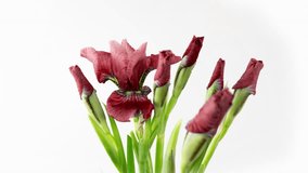 Time-lapse of growing red bouquet of irises flower. Spring flowers irises blooming on white background. Macro, 4k. Concept: easter, spring, Love, birthday, valentine's day, holidays