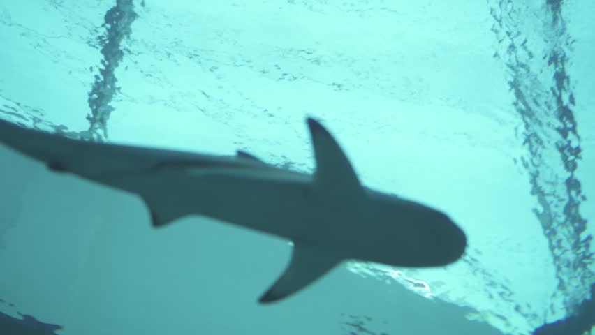 Carcharhinus melanopterus, The Blacktip Reef Shark a species of Requiem Shark