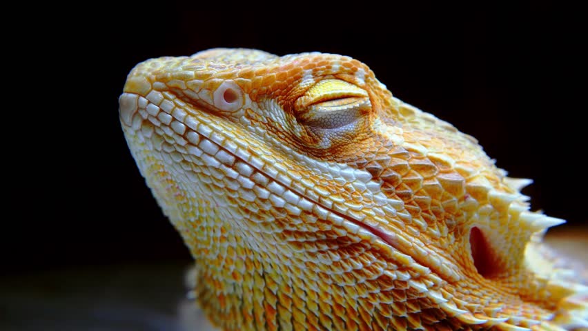 Macro Portrait of a Yellow Iguana close up Royalty-Free Stock Footage #1105711751