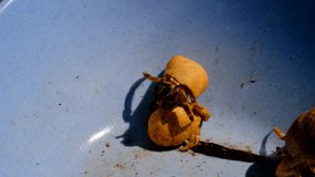 Animal Footage. Video of three hermit crabs playing in a blue bowl in the Bandung area - Indonesia